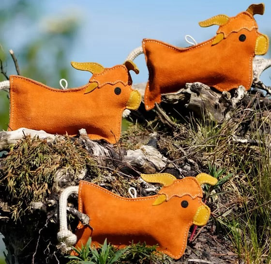 Hamish the Highland Cow