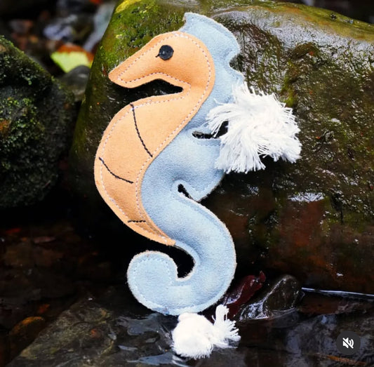 Shelly the Seahorse